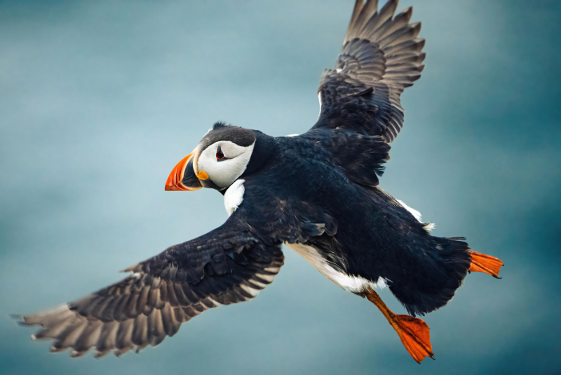 Bird at Runde