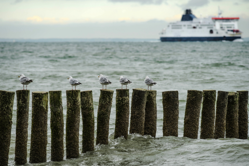 Birds & Ferry