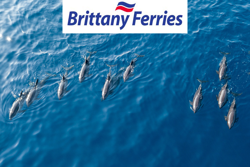 Whale & Dolphin Watching Sea Safari Cruise To Spain