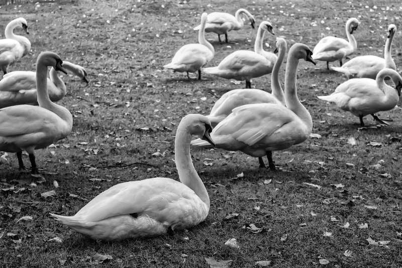 Bruges Wildlife